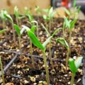 Combien de jours après le semis des graines de tomates poussent