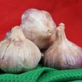 Description of garlic variety Polesie souvenir, peculiarities of cultivation and care