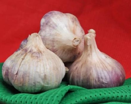 Description of garlic variety Polesie souvenir, peculiarities of cultivation and care