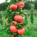 Planting and caring for columnar apple trees in Siberia, cultivation and the best varieties