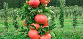 Plantación y cuidado de manzanos columnares en Siberia, cultivo y las mejores variedades