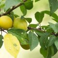 Description and characteristics of cherry plum variety Zlato Scythians, pollinators and cultivation