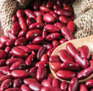 Los beneficios y daños de los frijoles rojos para el cuerpo humano.