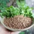 Propiedades útiles y contraindicaciones del cilantro para el cuerpo humano.