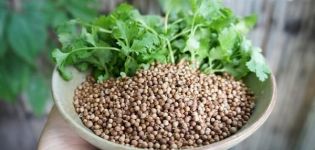 Propiedades útiles y contraindicaciones del cilantro para el cuerpo humano.