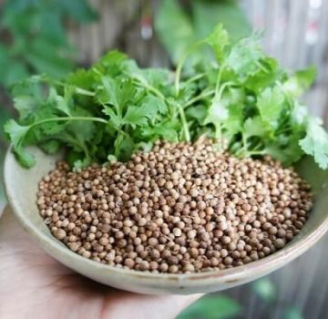 Propiedades útiles y contraindicaciones del cilantro para el cuerpo humano.