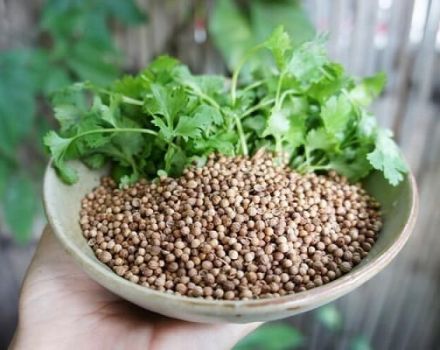 Propiedades útiles y contraindicaciones del cilantro para el cuerpo humano.