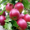 Which apple trees are better to plant in a country house in the Moscow region, description and characteristics of varieties