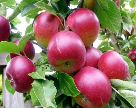 Quels pommiers sont mieux plantés dans une maison de campagne de la région de Moscou, description et caractéristiques des variétés