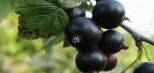 Description of black currant variety Riddle, features of planting and care