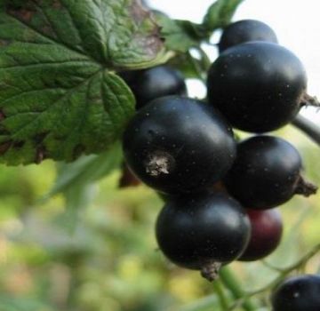 Description of black currant varieties Riddle, planting and care features