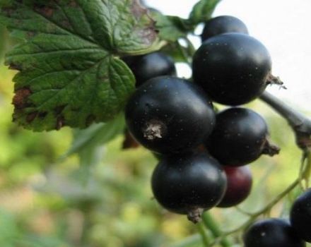 Description des variétés de cassis Riddle, caractéristiques de plantation et d'entretien