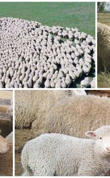 Características de la raza de ovejas de Volgogrado, pros y contras y cría.