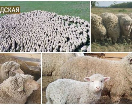 Características de la raza de ovejas de Volgogrado, pros y contras y cría.