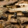 Methods of dealing with bark beetle on an apple tree with drugs and folk remedies