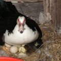 À la maison, les canards commencent à pondre et combien d'œufs sont donnés par an