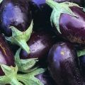 What varieties of eggplant are better to plant and grow in the Moscow region in the open field and greenhouses