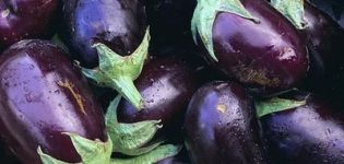 What varieties of eggplant are better to plant and grow in the Moscow region in the open field and greenhouses