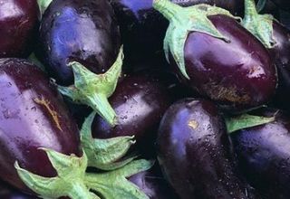 What varieties of eggplant are better to plant and grow in the Moscow region in the open field and greenhouses