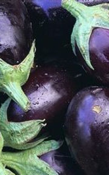 Quelles variétés d'aubergines sont meilleures à planter et à cultiver dans la région de Moscou en plein champ et en serre