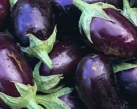 Quelles variétés d'aubergines sont meilleures à planter et à cultiver dans la région de Moscou en plein champ et en serre