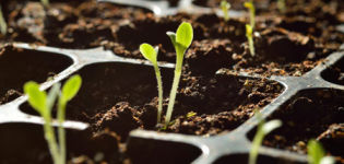 ¿Cómo se puede verificar y determinar la germinación de las semillas de tomate?