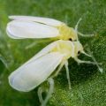 Com desfer-se de la mosca blanca dels cogombres en un hivernacle, com processar-la?