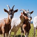 Cómo determinar la falta de vitaminas en las cabras, a qué hora dar y dosis.