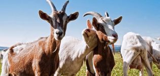 How to determine the lack of vitamins in goats, from what time to give and doses