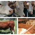 Step-by-step description of feeding calves from 0 to 6 months at home