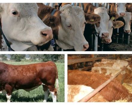 Step-by-step description of feeding calves from 0 to 6 months at home