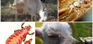 Treatment of lice in goats with drugs and folk remedies at home