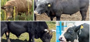 Alimentación y crianza de toros inseminadores, uso y gigantes