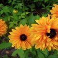 Descripción de variedades de rudbeckia perenne, plantación y cuidado en campo abierto.