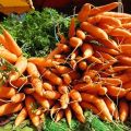 Secrets of growing and caring for carrots outdoors for a good harvest