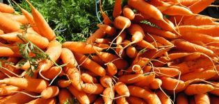 Secrets of growing and caring for carrots outdoors for a good harvest