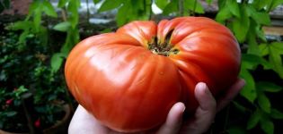 Description of the tomato variety Berdsky large and its characteristics