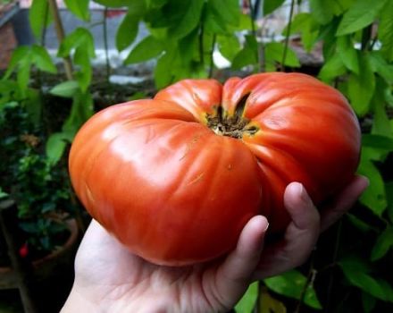 Description de la variété de tomate Berdsky large et de ses caractéristiques