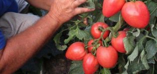 Description de la variété de tomate Bonaparte, ses caractéristiques et sa culture