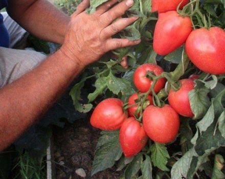 Description de la variété de tomate Bonaparte, ses caractéristiques et sa culture