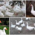 Description and characteristics of the governor's breed geese, their feeding and care