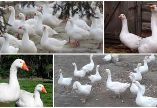 Description and characteristics of the governor's breed geese, their feeding and care