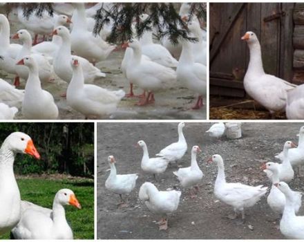 Description and characteristics of the governor's breed geese, their feeding and care