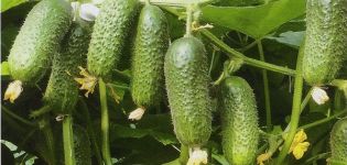 Description of the Kibriya cucumber variety, cultivation features