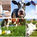 Which milk is healthier in composition, cow or goat and a table of differences