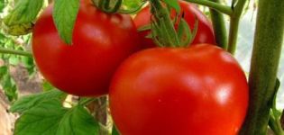 Characteristics and description of the tomato variety Marfushechka Dushechka