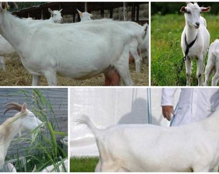 Penerangan dan ciri kambing, kebaikan dan keburukan dan penjagaan Gorky