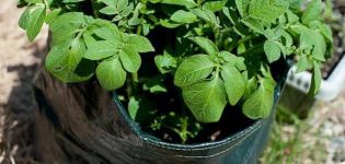 Descripción de la variedad de patata Jelly, características de cultivo y rendimiento.