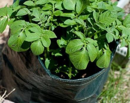 Description of the Jelly potato variety, cultivation features and yield