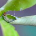 How to deal with caterpillars on an apple tree and how to treat trees, a review of funds and preparations